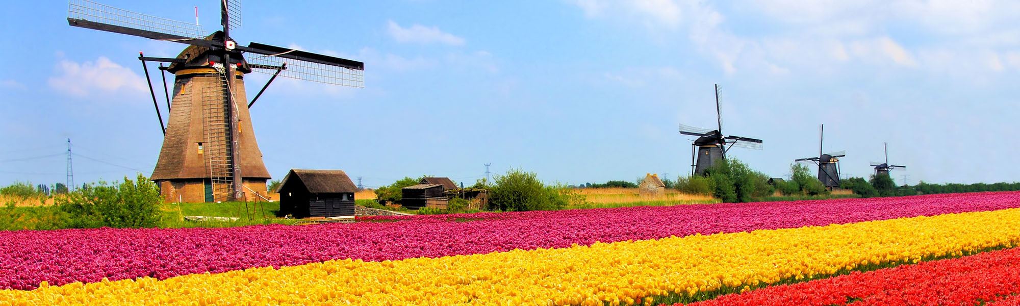 Dutch Bulbfields & Amsterdam